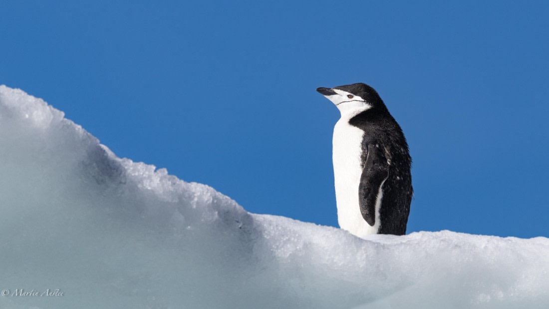 HDS29-26, Day 12, 0Q9A1346 © Martin Anstee - Oceanwide Expeditions.jpg