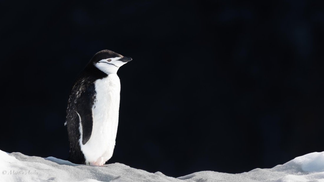 HDS29-26, Day 12, 0Q9A1371 © Martin Anstee - Oceanwide Expeditions.jpg