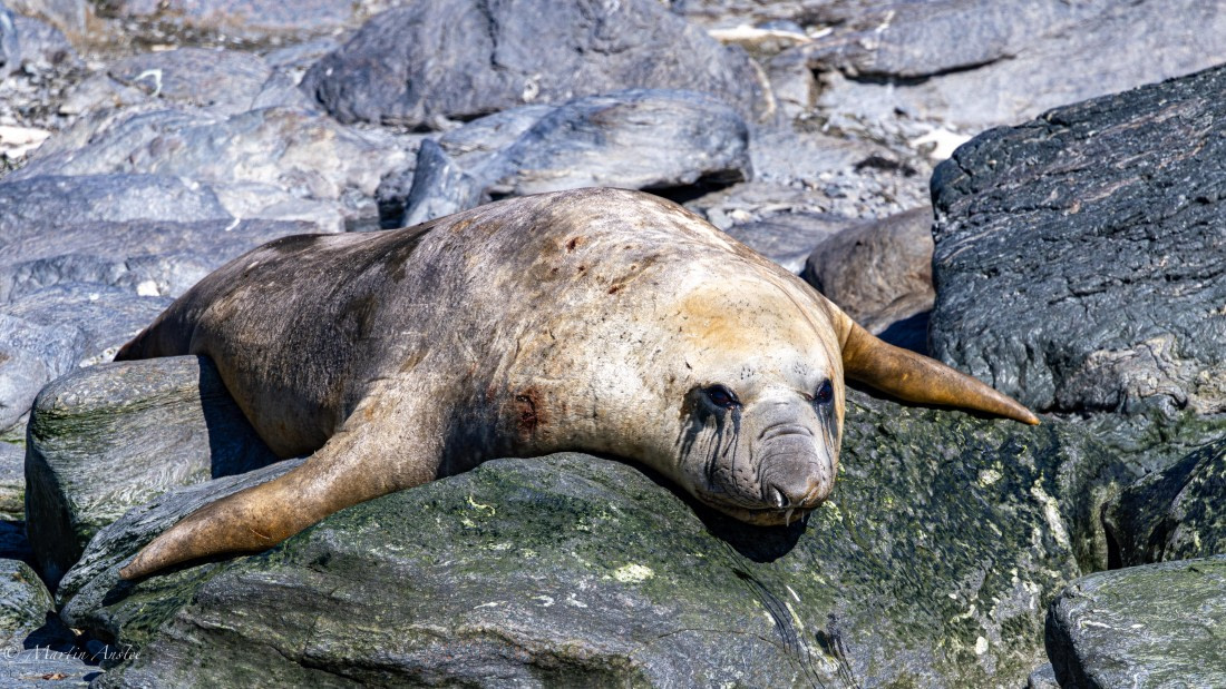 HDS29-26, Day 12, 0Q9A1418 © Martin Anstee - Oceanwide Expeditions.jpg