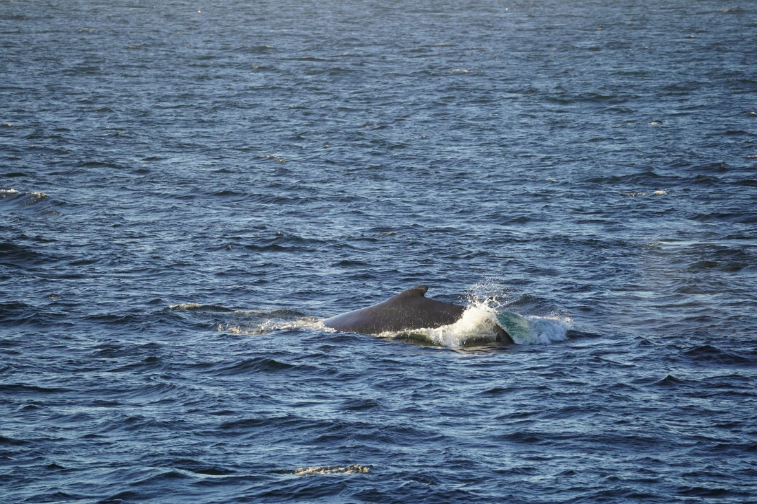 HDS29-26, Day 12, DSC08564 © Jessica Bakker - Oceanwide Expeditions.JPG