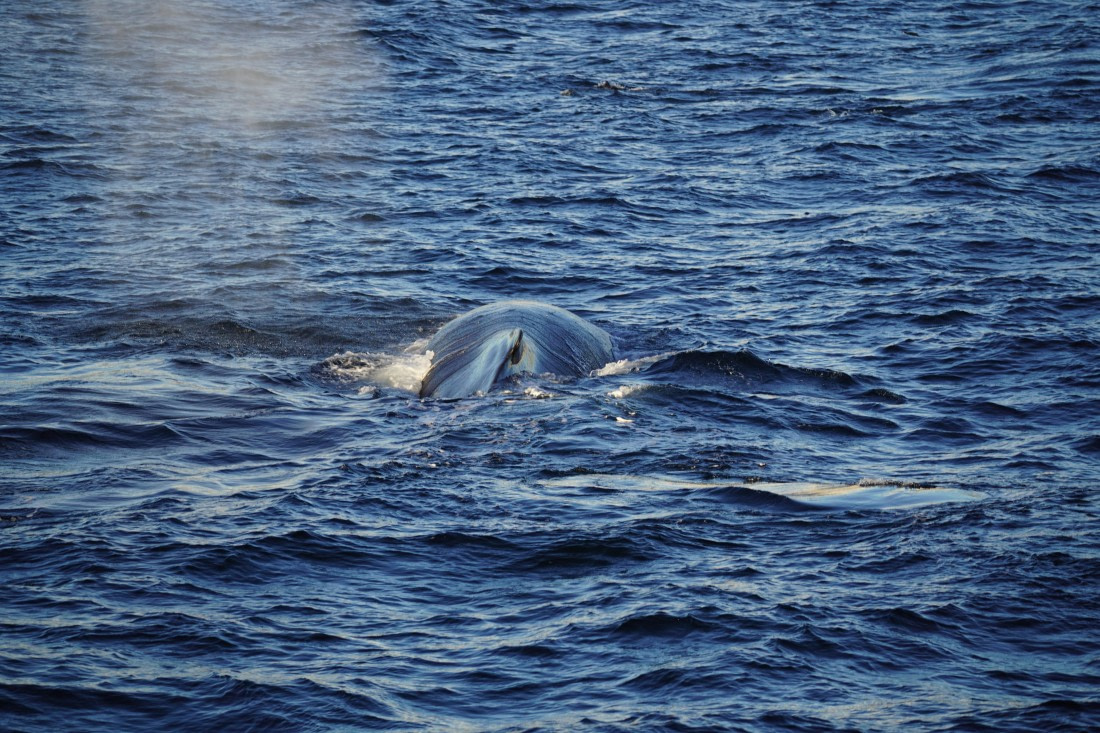 HDS29-26, Day 12, DSC08586 © Jessica Bakker - Oceanwide Expeditions.JPG