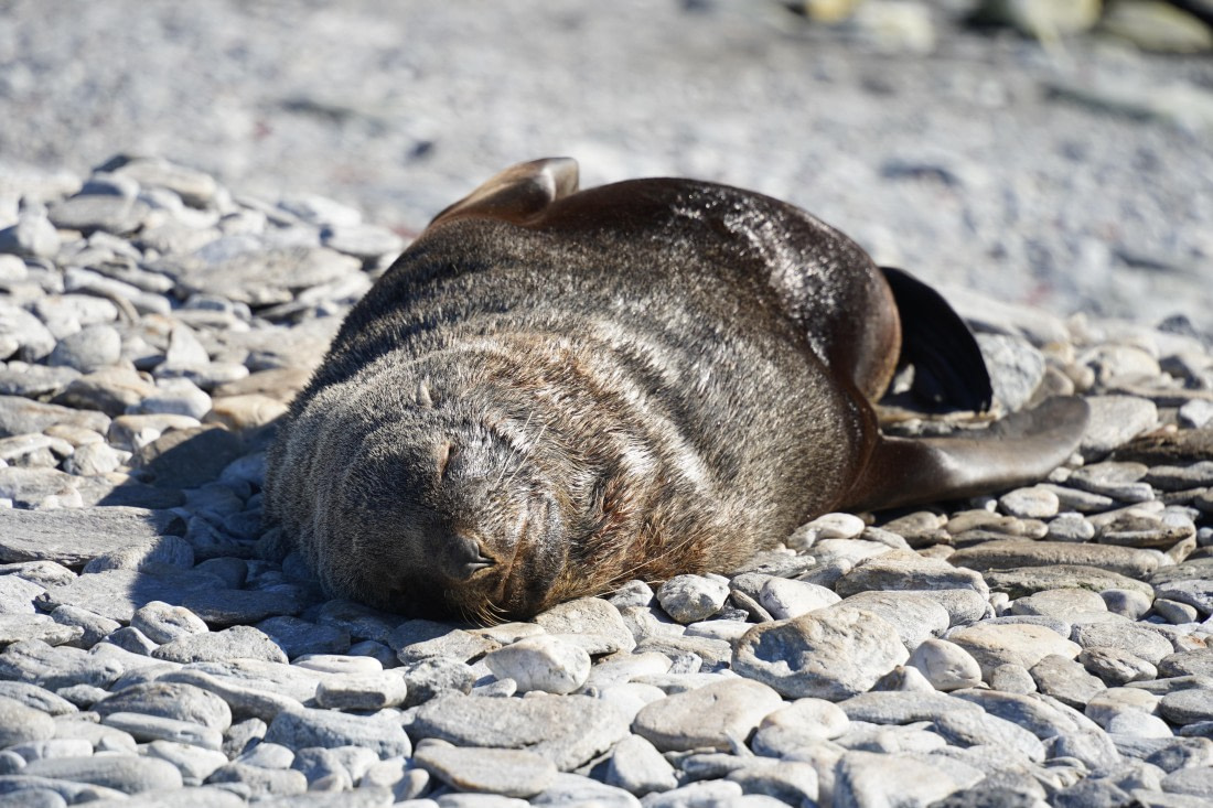 HDS29-26, Day 12, DSC08883 © Jessica Bakker - Oceanwide Expeditions.JPG