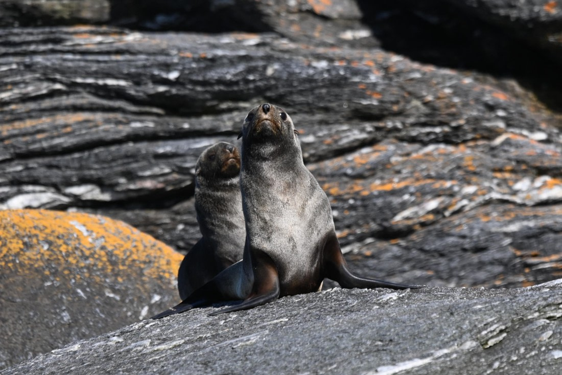HDS29-26, Day 12, SAS_6417 © Saskia van der Meij - Oceanwide Expeditions.JPG