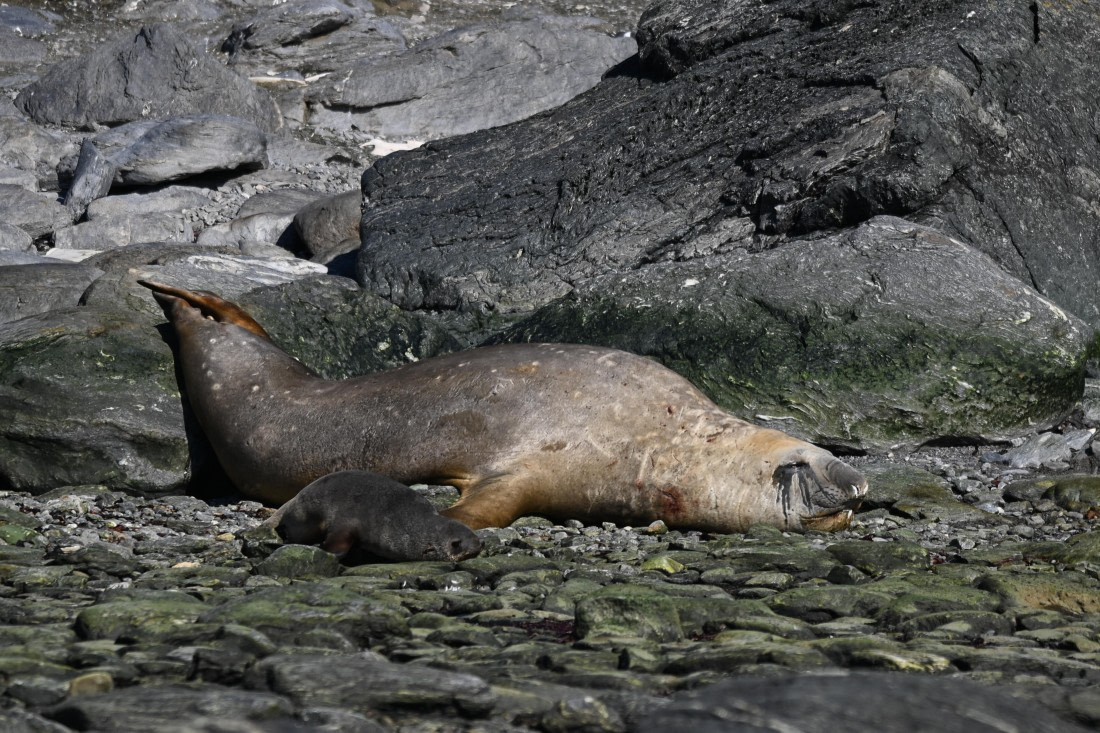 HDS29-26, Day 12, SAS_6442 © Saskia van der Meij - Oceanwide Expeditions.JPG