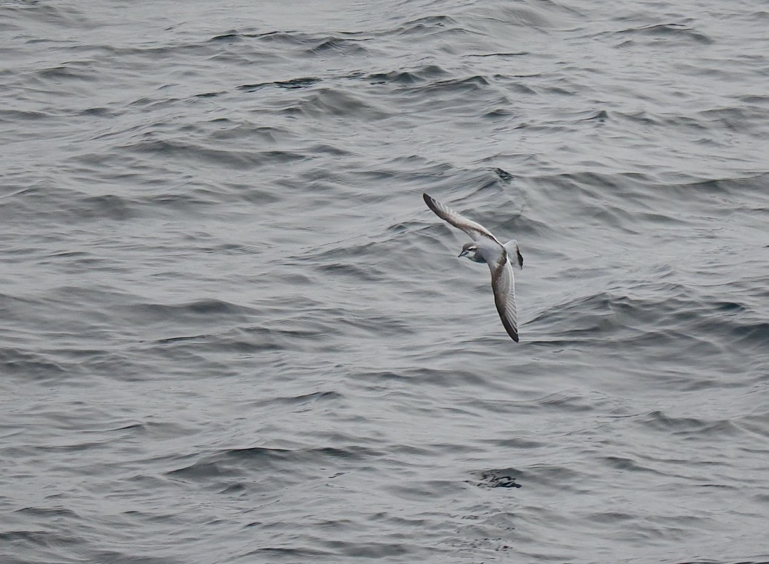 HDS29-26, Day 13, 2025-02-28 Antarctic Prion - Elephant Island © Unknown photographer - Oceanwide Expeditions.JPG