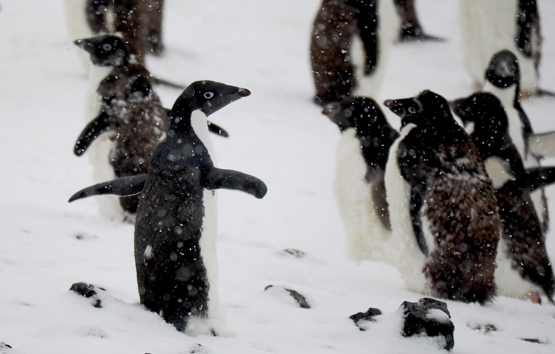 HDS29-26, Day 14, 2026-03-01 - Adelie Penguin1 - Brown Bluff © Unknown photographer - Oceanwide Expeditions.JPG