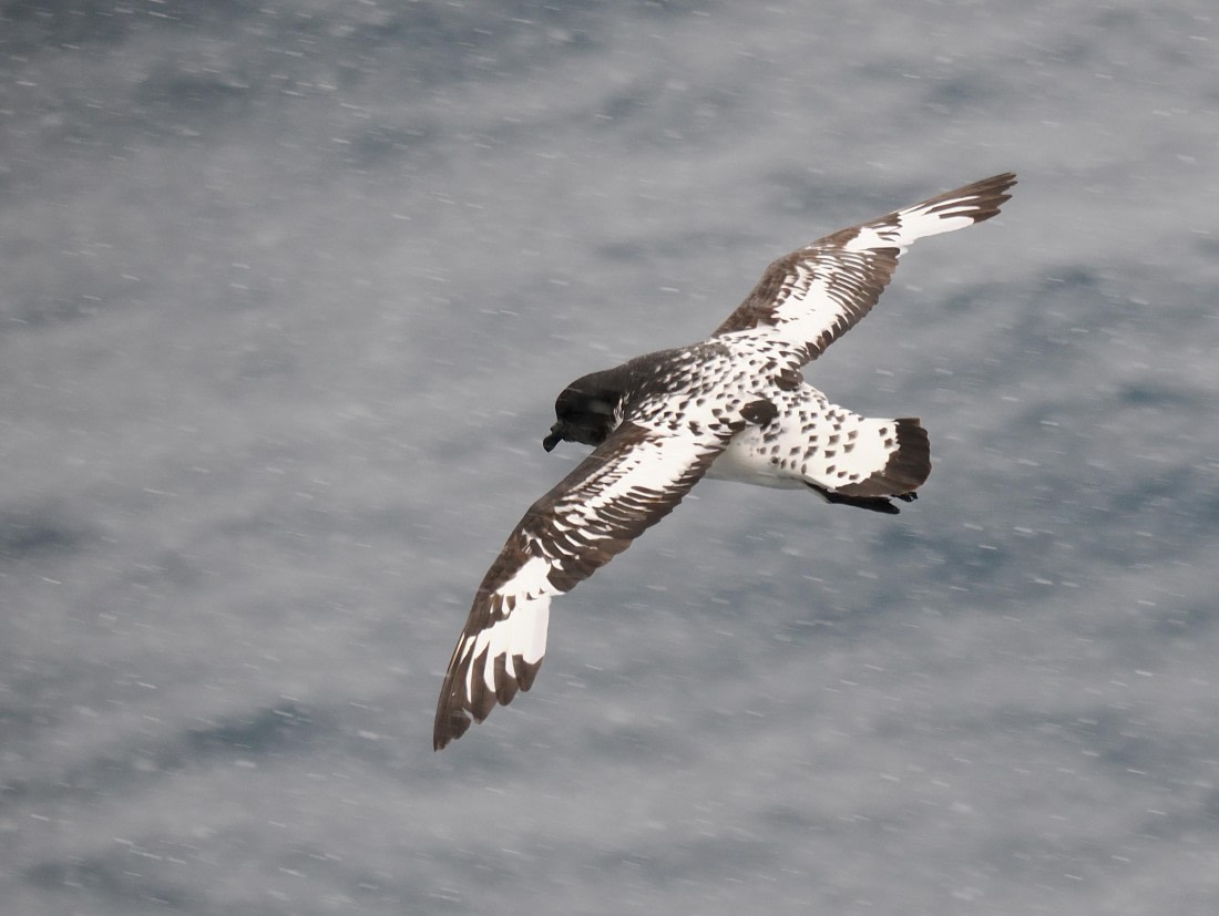 HDS29-26, Day 14, 2026-03-01 Cape Petrel - Kinnes Cove © Unknown photographer - Oceanwide Expeditions.JPG