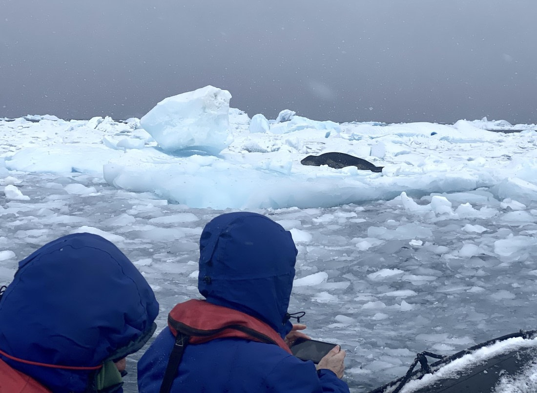 HDS29-26, Day 14, 2026-03-01 Leopard Seal2 - Kinnes Cove © Unknown photographer - Oceanwide Expeditions.JPG