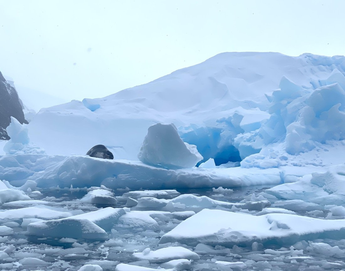 HDS29-26, Day 14, 2026-03-01 Leopard Seal3 - Kinnes Cove © Unknown photographer - Oceanwide Expeditions.JPG