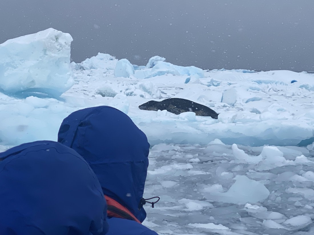 HDS29-26, Day 14, IMG_9189 © Unknown photographer - Oceanwide Expeditions.JPG