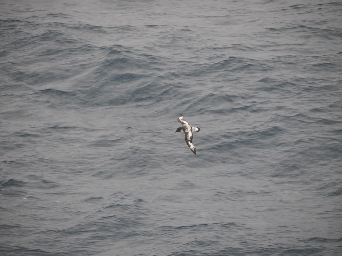 HDS29-26, Day 14, P3011488 © Unknown photographer - Oceanwide Expeditions.JPG