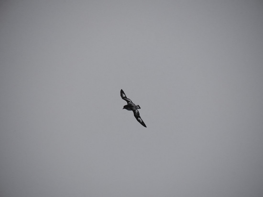 HDS29-26, Day 14, P3011513 © Unknown photographer - Oceanwide Expeditions.JPG