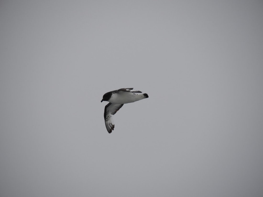 HDS29-26, Day 14, P3011525 © Unknown photographer - Oceanwide Expeditions.JPG