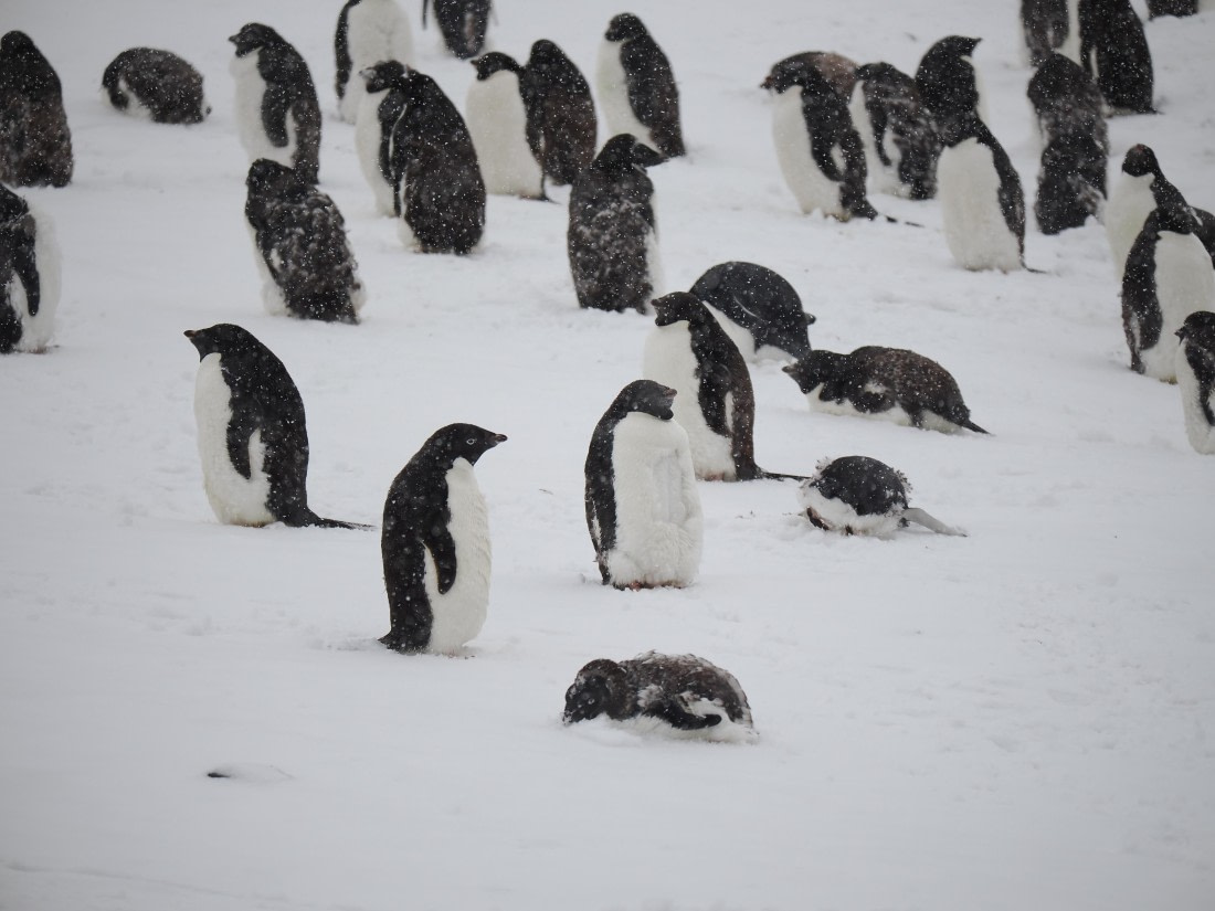 HDS29-26, Day 14, P3011576 © Unknown photographer - Oceanwide Expeditions.JPG