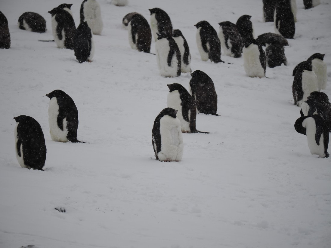 HDS29-26, Day 14, P3011593 © Unknown photographer - Oceanwide Expeditions.JPG