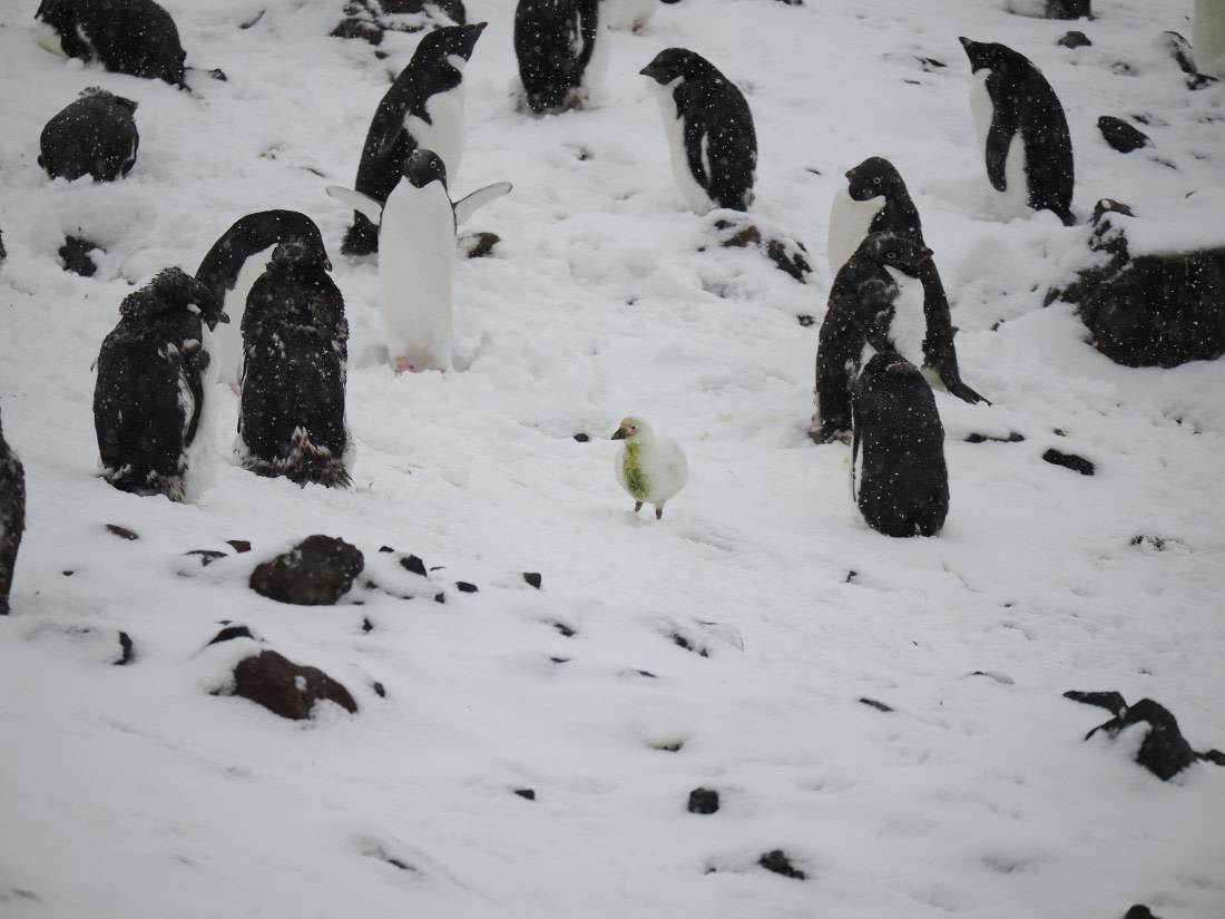 HDS29-26, Day 14, P3011599 © Unknown photographer - Oceanwide Expeditions.JPG
