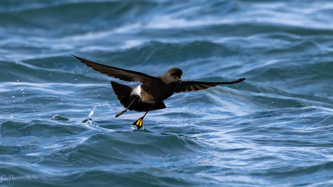 HDS29-26, Day 15, 0Q9A1464 © Martin Anstee - Oceanwide Expeditions.jpg