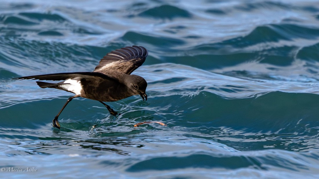 HDS29-26, Day 15, 0Q9A1483 © Martin Anstee - Oceanwide Expeditions.jpg