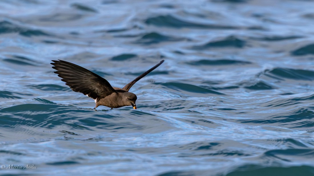 HDS29-26, Day 15, 0Q9A1482 © Martin Anstee - Oceanwide Expeditions.jpg