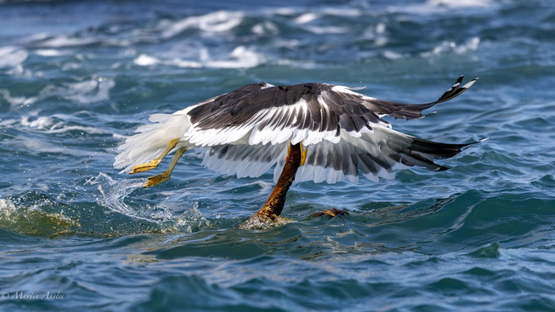 HDS29-26, Day 15, 0Q9A1486 © Martin Anstee - Oceanwide Expeditions.jpg