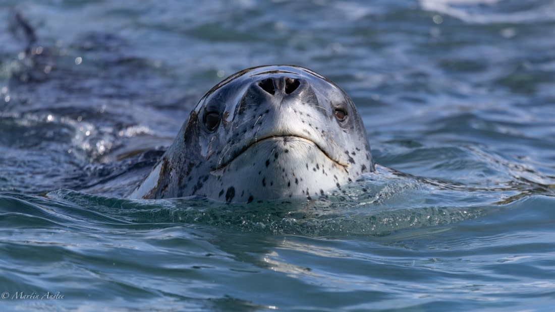 HDS29-26, Day 15, 0Q9A1495 © Martin Anstee - Oceanwide Expeditions.jpg