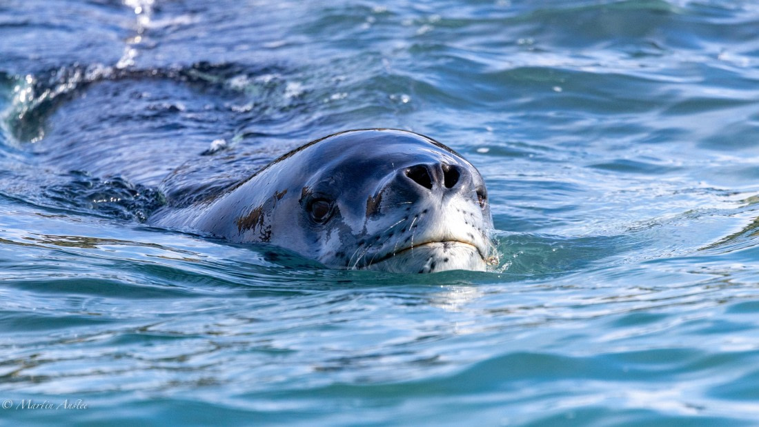 HDS29-26, Day 15, 0Q9A1494 © Martin Anstee - Oceanwide Expeditions.jpg