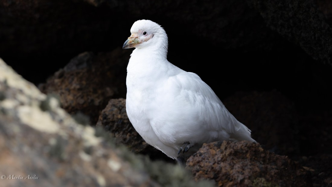HDS29-26, Day 15, 0Q9A1516 © Martin Anstee - Oceanwide Expeditions.jpg