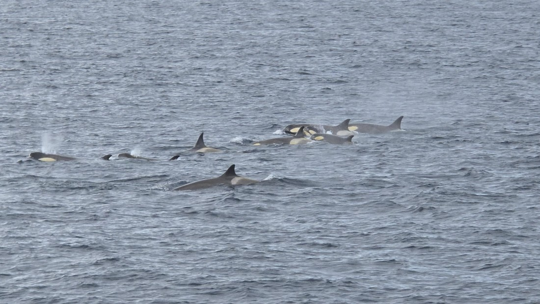 HDS29-26, Day 15, 20260302_135905 © Unknown photographer - Oceanwide Expeditions.jpg