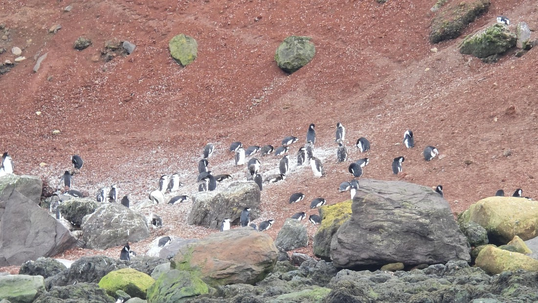 HDS29-26, Day 15, 20260302_171929 © Unknown photographer - Oceanwide Expeditions.jpg