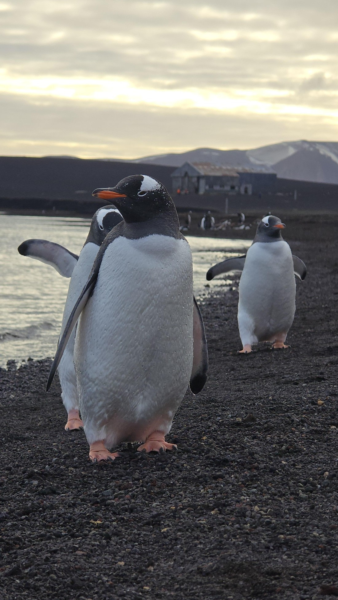 HDS29-26, Day 15, 20260302_175227 © Unknown photographer - Oceanwide Expeditions.jpg