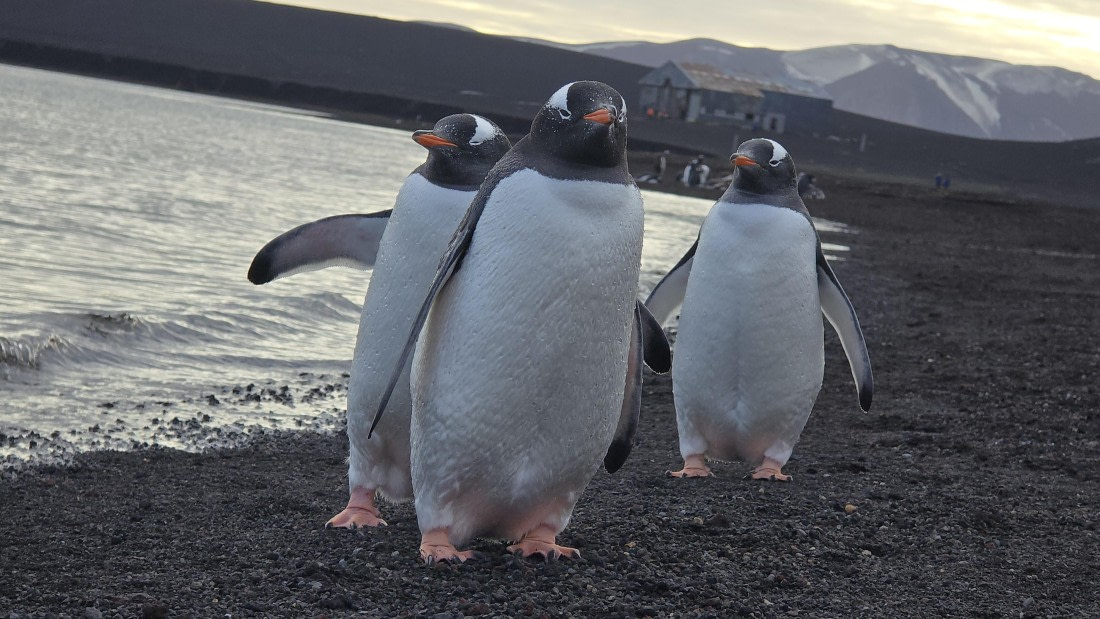 HDS29-26, Day 15, 20260302_175237 © Unknown photographer - Oceanwide Expeditions.jpg