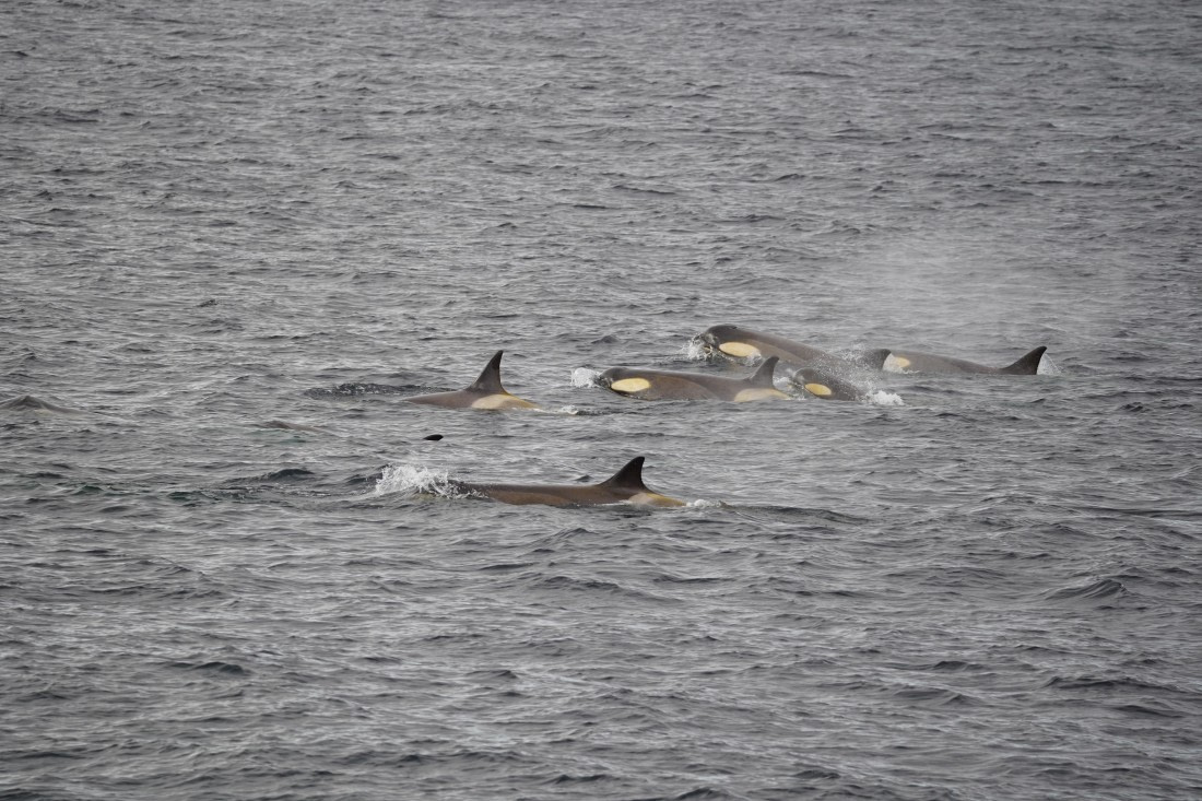 HDS29-26, Day 15, DSC00174 © Jessica Bakker - Oceanwide Expeditions.JPG