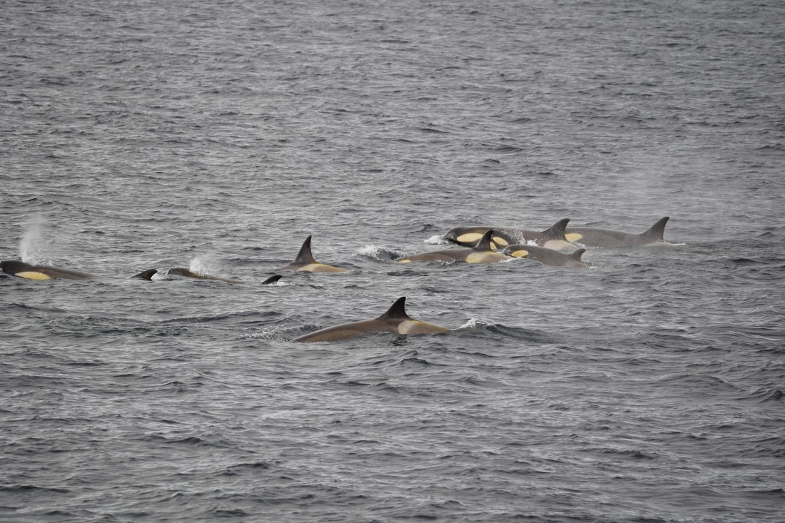 HDS29-26, Day 15, DSC00177 © Jessica Bakker - Oceanwide Expeditions.JPG