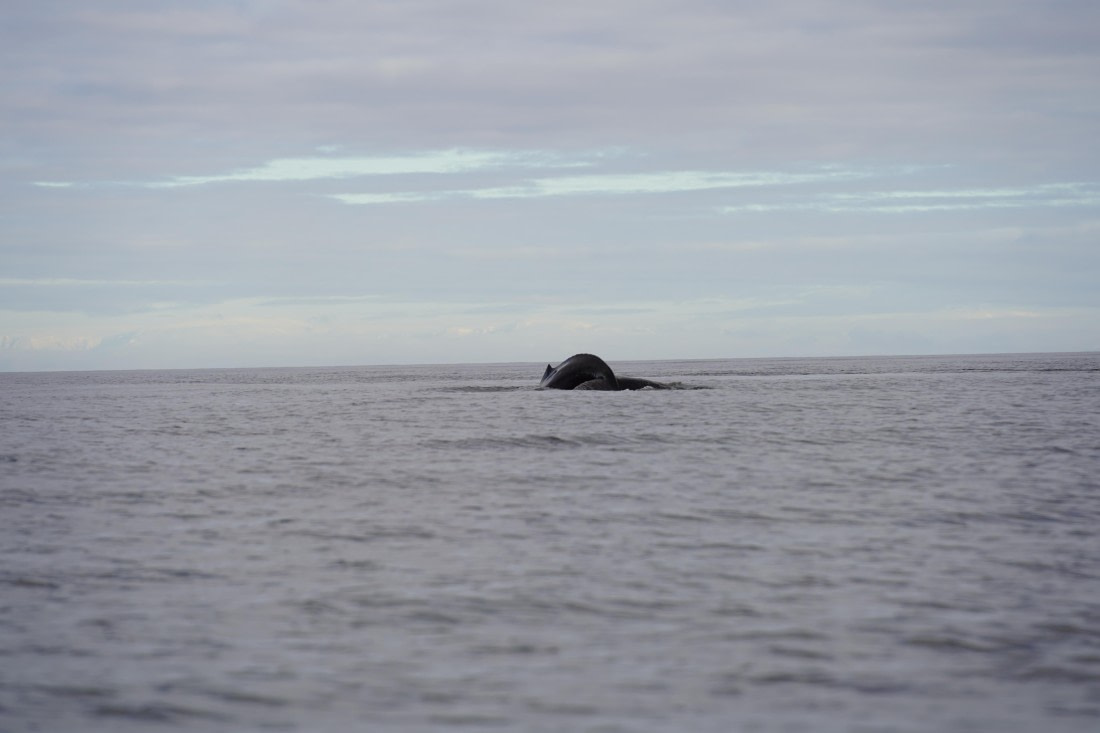 HDS29-26, Day 15, DSC00377 © Jessica Bakker - Oceanwide Expeditions.JPG