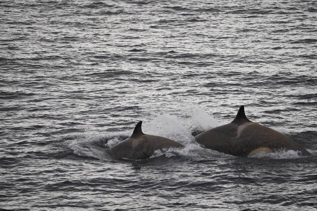 HDS29-26, Day 15, DSC09986 © Jessica Bakker - Oceanwide Expeditions.JPG