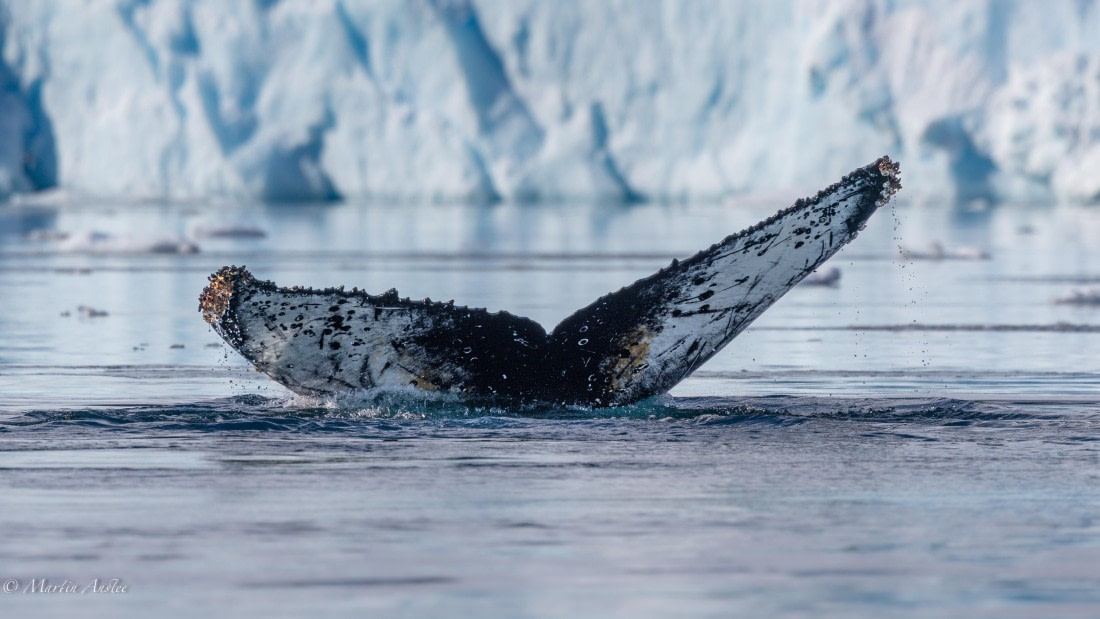 HDS29-26, Day 16, 0Q9A1712 © Martin Anstee - Oceanwide Expeditions.jpg