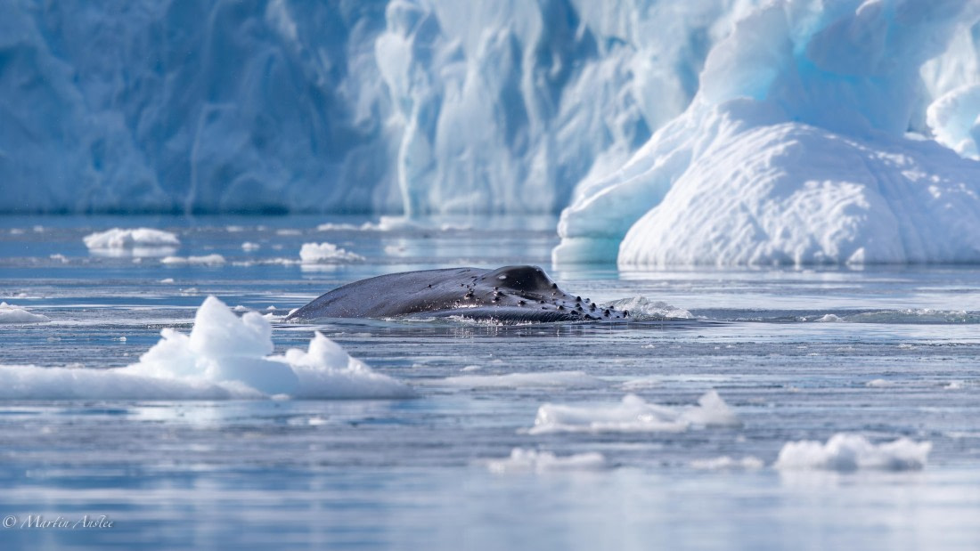 HDS29-26, Day 16, 0Q9A1717 © Martin Anstee - Oceanwide Expeditions.jpg