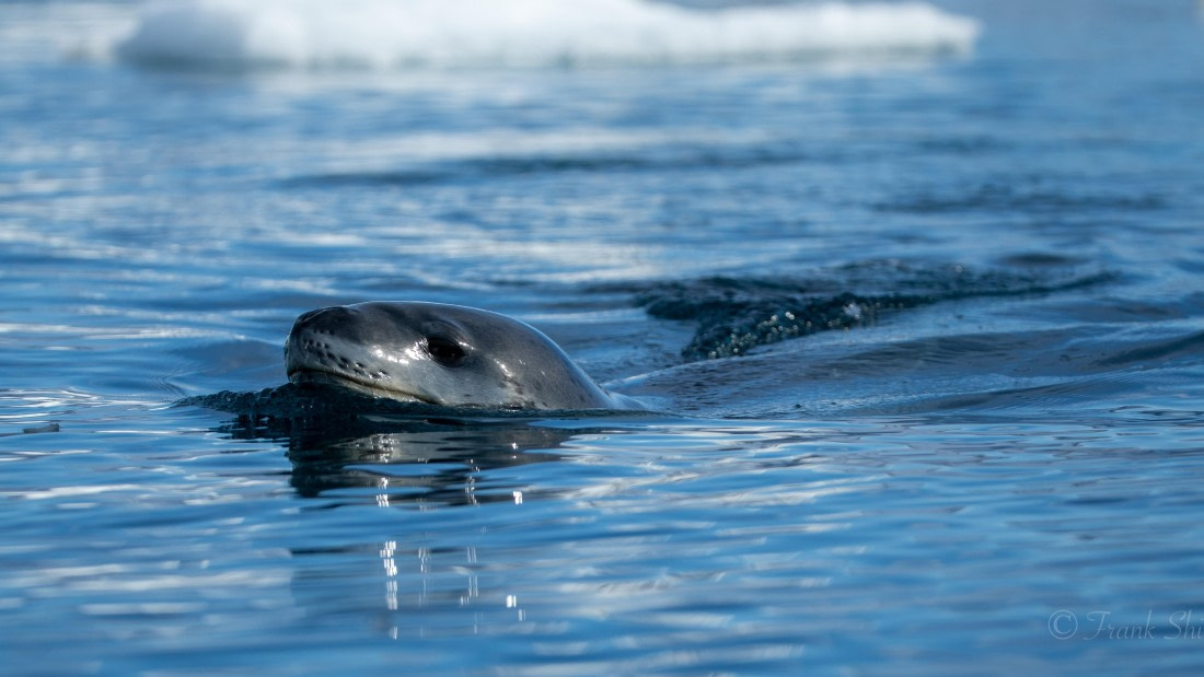 HDS29-26, Day 16, 493A3230 © Frank Shi - Oceanwide Expeditions.jpg