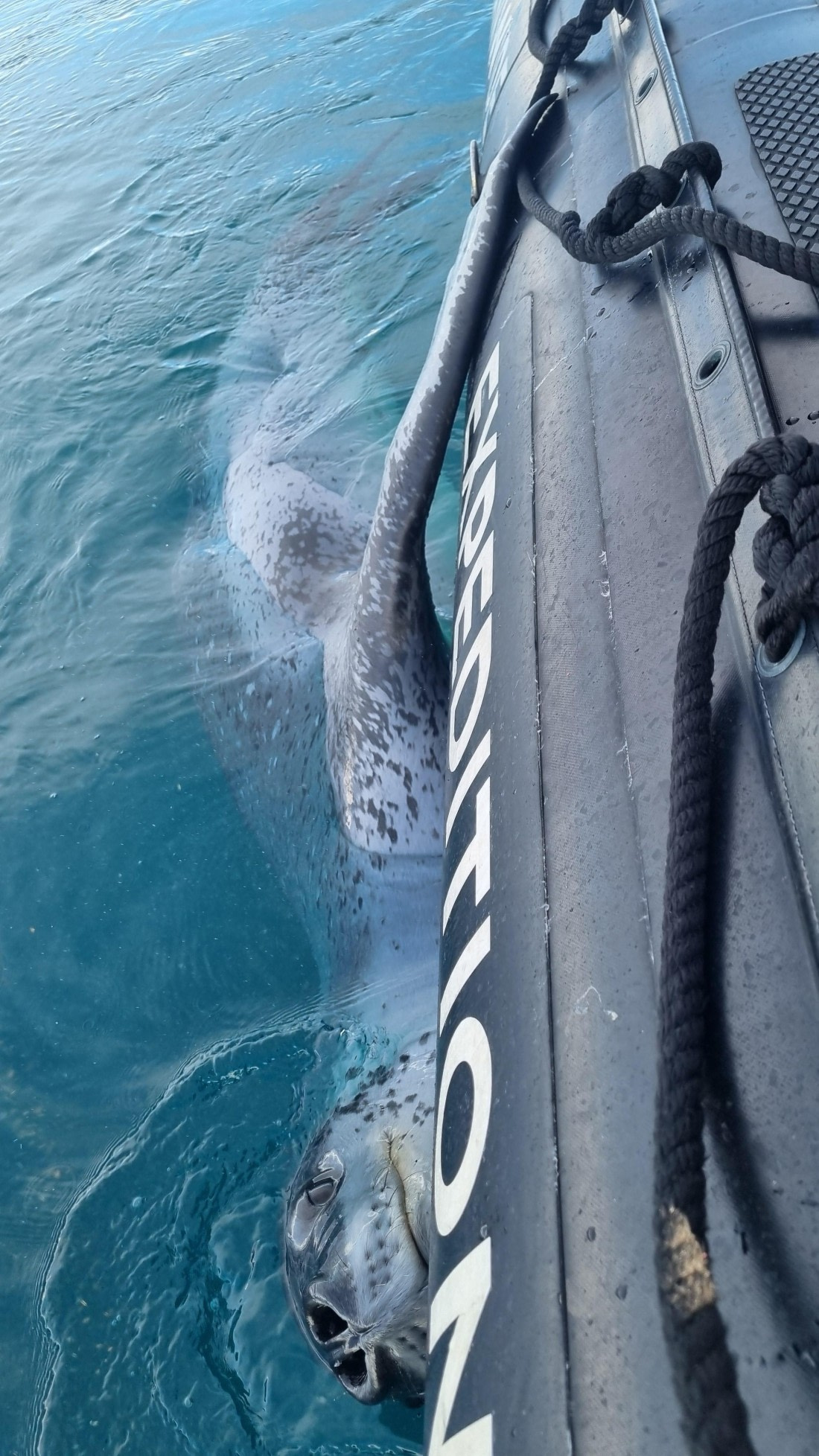 HDS29-26, Day 16, 20260304_021512 © Jessica Bakker - Oceanwide Expeditions.jpg