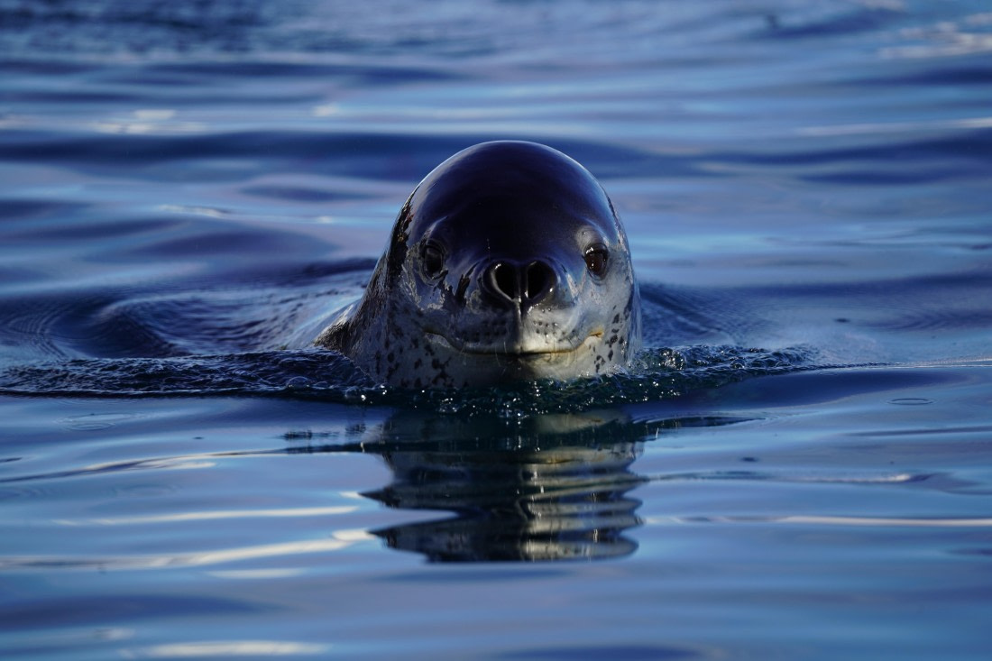 HDS29-26, Day 16, DSC00596 © Jessica Bakker - Oceanwide Expeditions.JPG