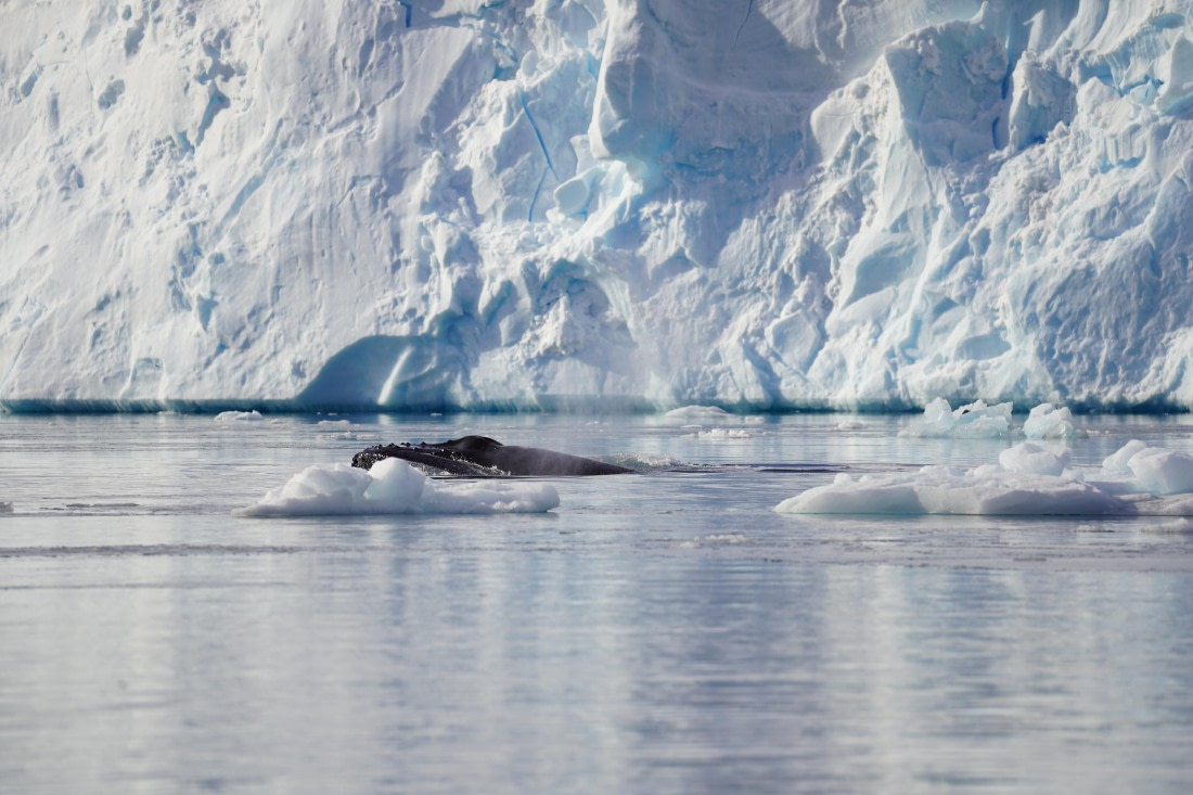 HDS29-26, Day 16, DSC00875 © Jessica Bakker - Oceanwide Expeditions.JPG