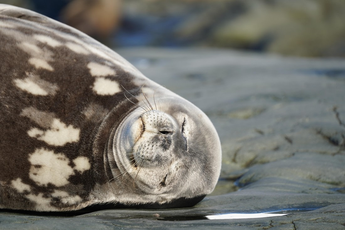 HDS29-26, Day 16, DSC01371 © Jessica Bakker - Oceanwide Expeditions.JPG