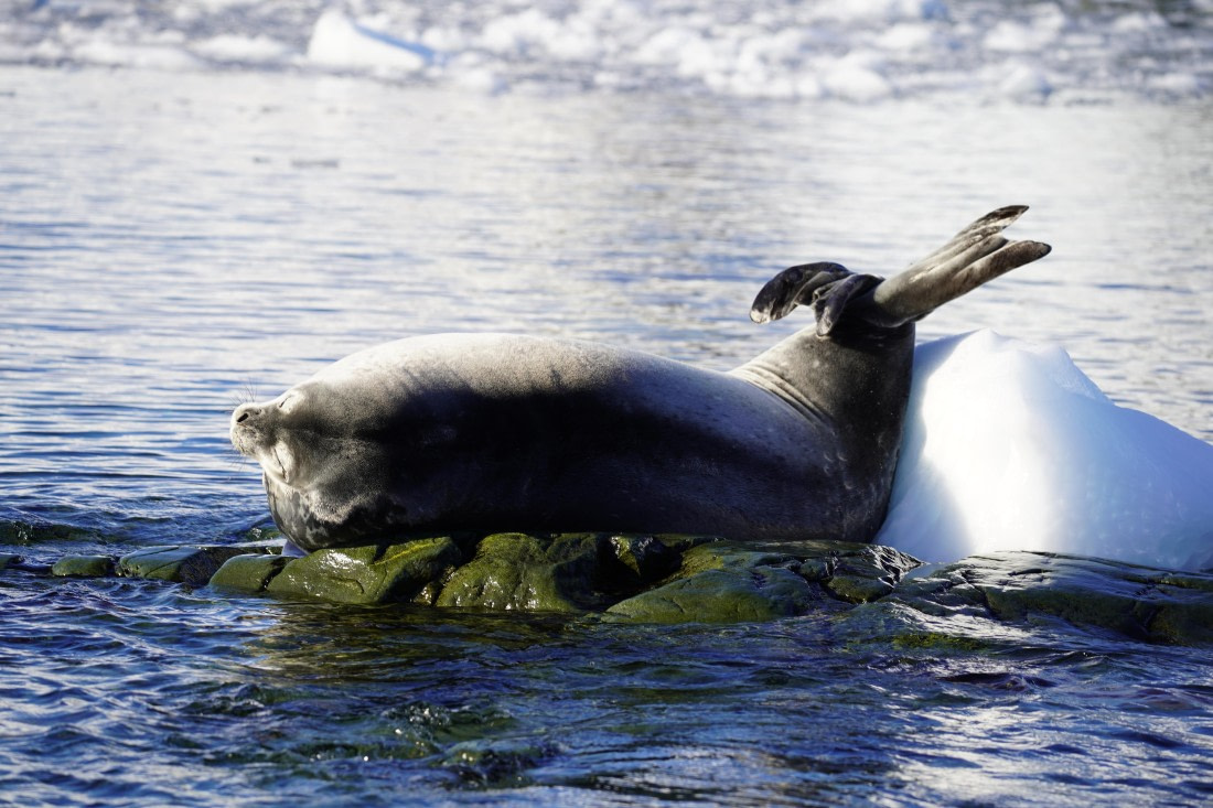 HDS29-26, Day 16, DSC01385 © Jessica Bakker - Oceanwide Expeditions.JPG