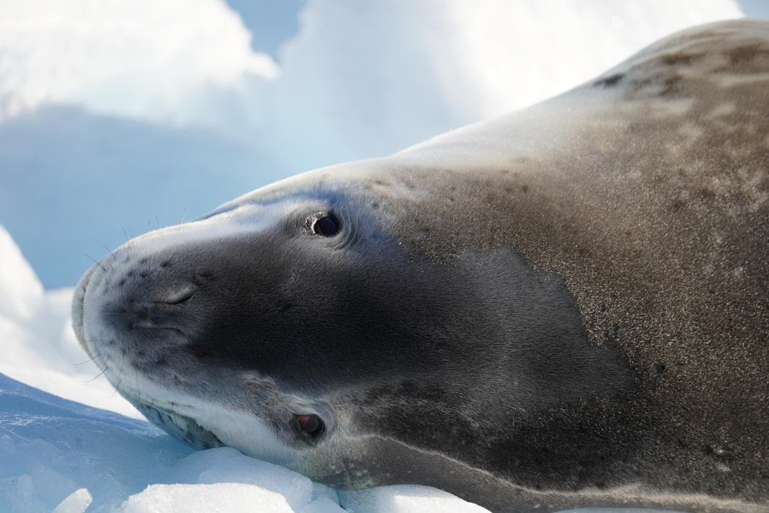 HDS29-26, Day 16, DSC01424 © Jessica Bakker - Oceanwide Expeditions.JPG