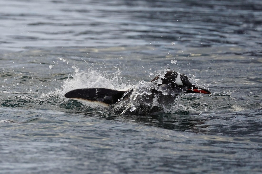 HDS29-26, Day 16, DSC01593 © Jessica Bakker - Oceanwide Expeditions.JPG