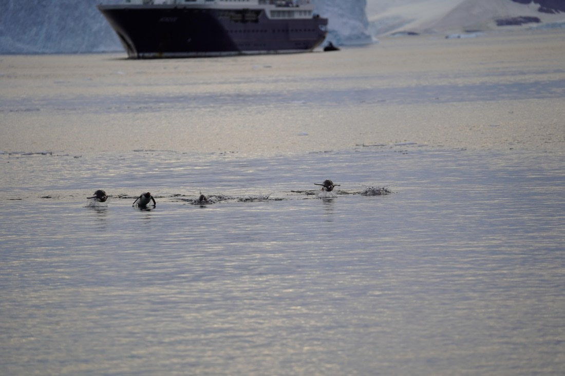 HDS29-26, Day 16, DSC01636 © Jessica Bakker - Oceanwide Expeditions.JPG
