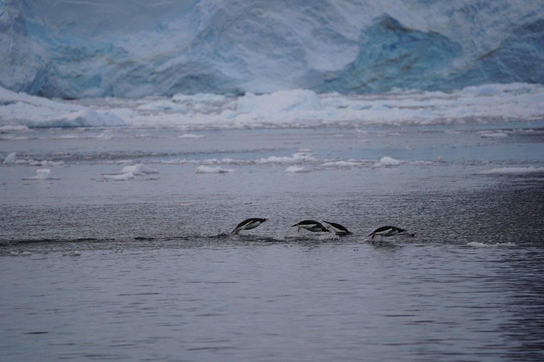 HDS29-26, Day 16, DSC01770 © Jessica Bakker - Oceanwide Expeditions.JPG