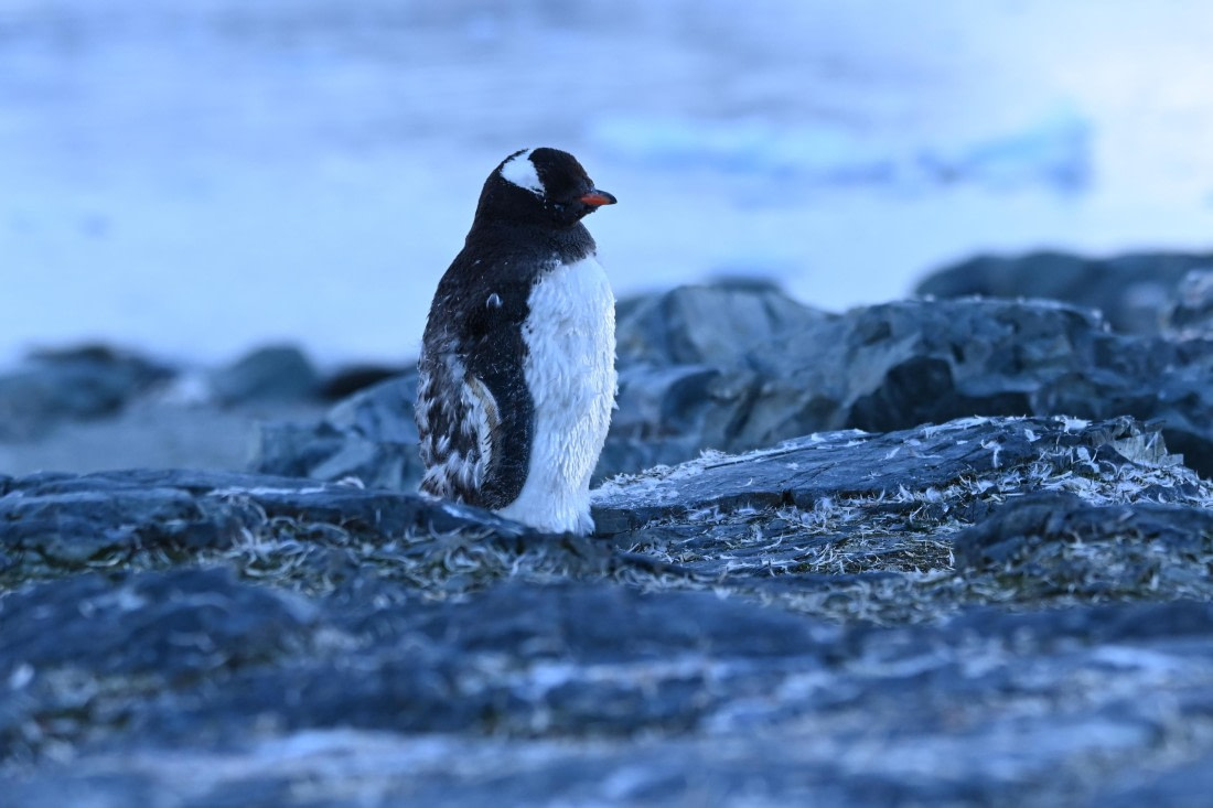 HDS29-26, Day 16, SAS_6627 © Saskia van der Meij - Oceanwide Expeditions.JPG