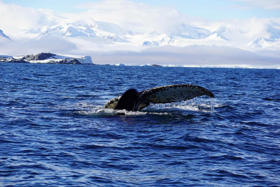 HDS29-26, Day 18, DSC02219 © Jessica Bakker - Oceanwide Expeditions.JPG