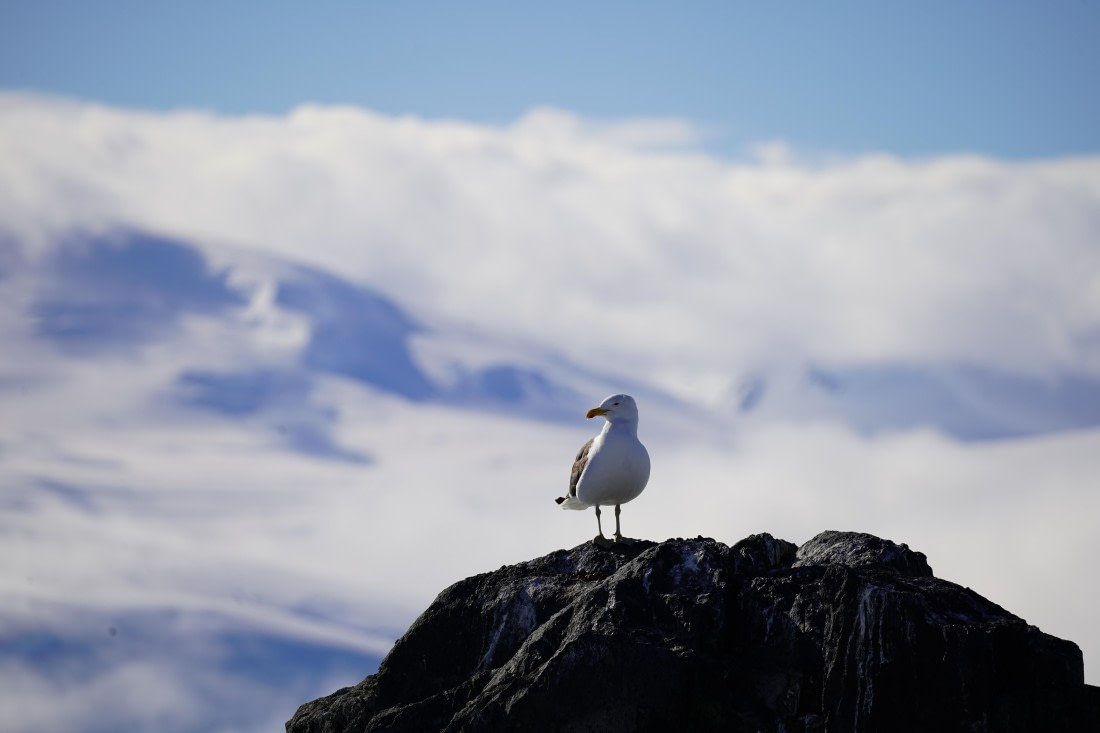 HDS29-26, Day 18, DSC02406 © Jessica Bakker - Oceanwide Expeditions.JPG